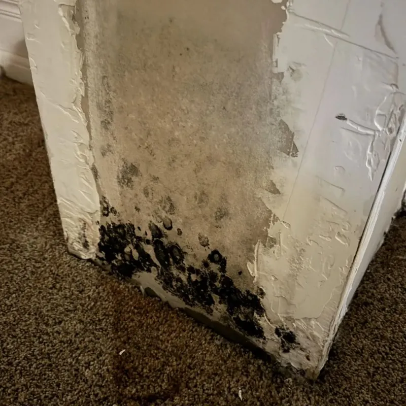 Professional Mold Removal in Shingletown, CA